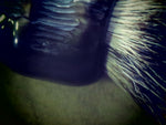 African Black Brush  (ABB112) Finest two band on Waterbuck.