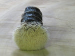 African Black Brush  (ABB112) Finest two band on Waterbuck.