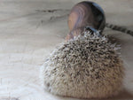 Black Bushveld Wild Olive (ABB129)