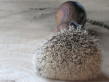 Black Bushveld Wild Olive (ABB129)