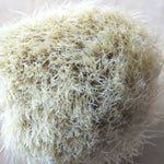 Knysna Yellowwood with boar knot (CB212)