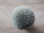 African Black Brush Sicklebush salty (ABB57)