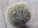 Chanfuta with 26 mm boar (CB203)
