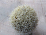 Green Witstinkhout varkie (CB199)
