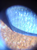 Cellphone microscope - Bundubeard